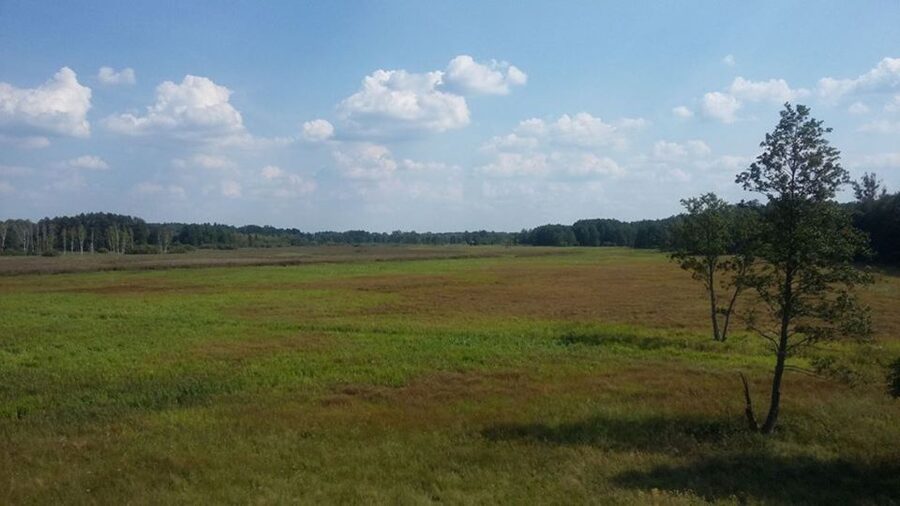 Warsaw: Bialowieza National Park and European Bison Tour - Why Białowieża Feels Different Than Other Forests