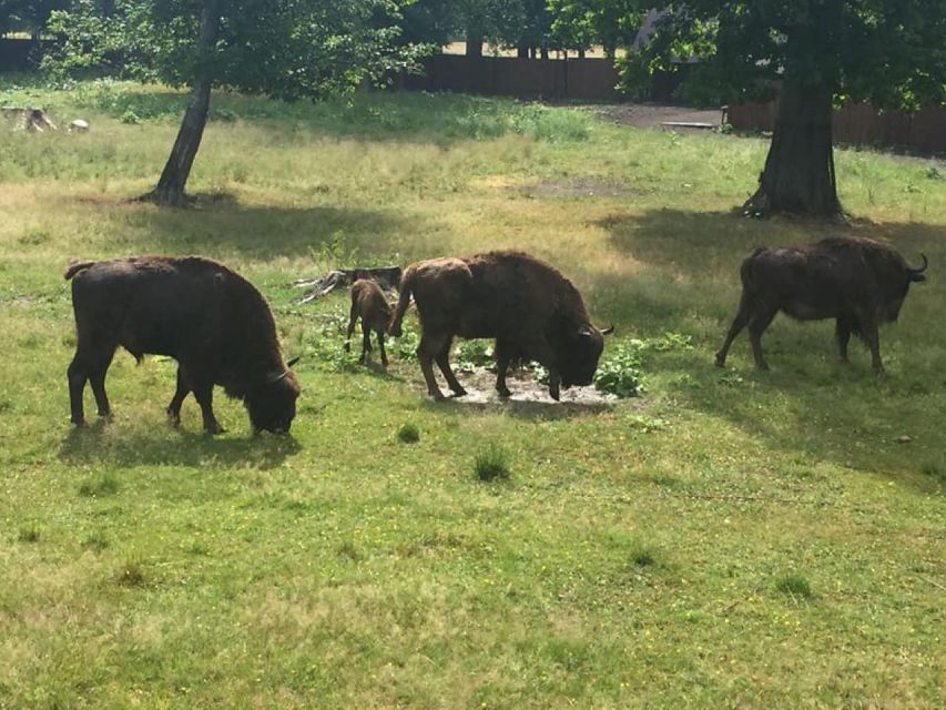 Warsaw: Bialowieza National Park and European Bison Tour - Walking the Old-Tree Reserve (The Best Part of the Day)