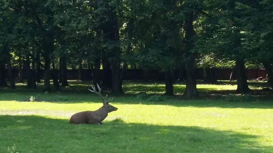 Warsaw: Bialowieza National Park and European Bison Tour - Food and the Midday Break (Plan Around It)