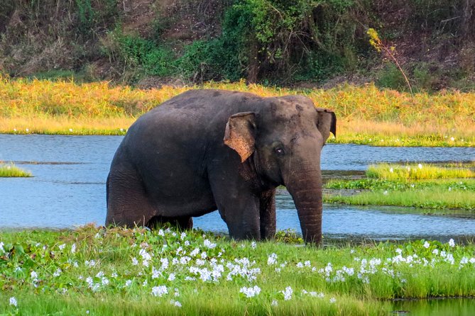 Wasgamuwa National Park Safari - Key highlights you’ll actually feel on the safari