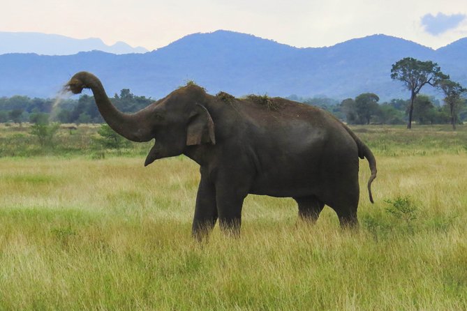 Wasgamuwa National Park Safari - Wasgamuwa National Park safari: what makes this ride worth it