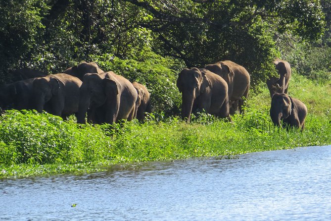 Wasgamuwa National Park Safari - Starting at the gate: how pickup works and why 5 km matters