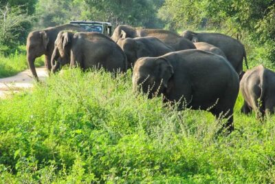 Wasgamuwa National Park Safari - The Jeep setup: small group, 4WD game vehicle, and a real tracker