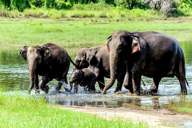 Wasgamuwa National Park Safari - What you’ll do inside the park: spotting elephants, birds, reptiles, and more