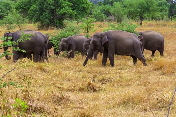 Wasgamuwa National Park Safari - Group comfort and what to bring