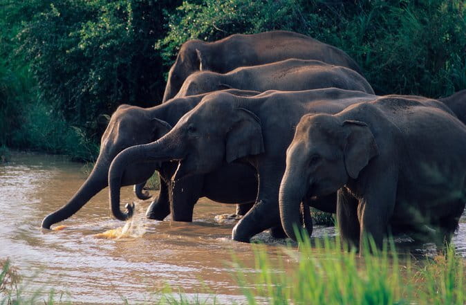 Wasgamuwa National Park Safari from Kandy - Key Things I’d Plan Around