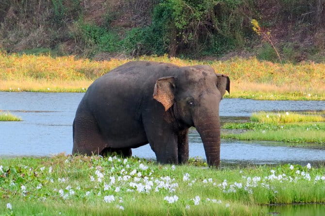 Wasgamuwa National Park Safari from Kandy - Wildlife Odds, Plus a Dry-Zone Park’s Realities