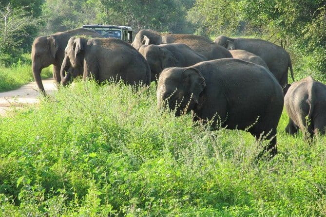 Wasgamuwa National Park Safari from Kandy - Getting There in Comfort: The Kandy Pickup and 10-Hour Rhythm