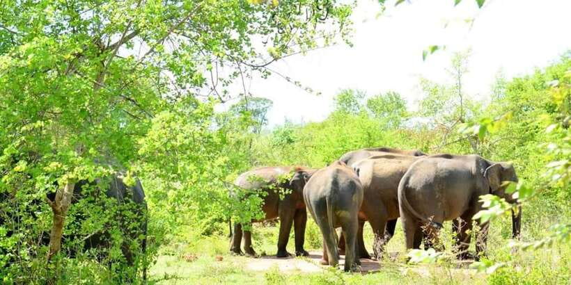 Wasgamuwa National Park Safari (Private Jeep) - Key Things That Make This Wasgamuwa Safari Work