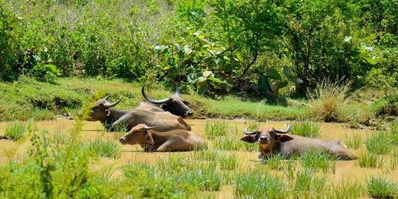Wasgamuwa National Park Safari (Private Jeep) - Wasgamuwa Is All About Timing: Morning vs. Evening