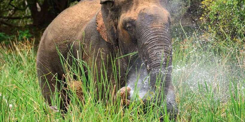 Wasgamuwa National Park Safari (Private Jeep) - Inside the Park: How the 3-Hour Private Safari Feels