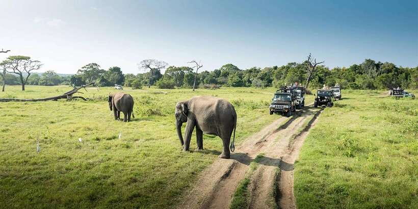 Wasgamuwa National Park Safari (Private Jeep) - Elephant Gathering: What You’re Actually Chasing