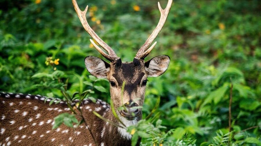 Wasgamuwa National Park Safari (Private Jeep) - Other Wildlife Chances: Monkeys, Leopards, and Birds
