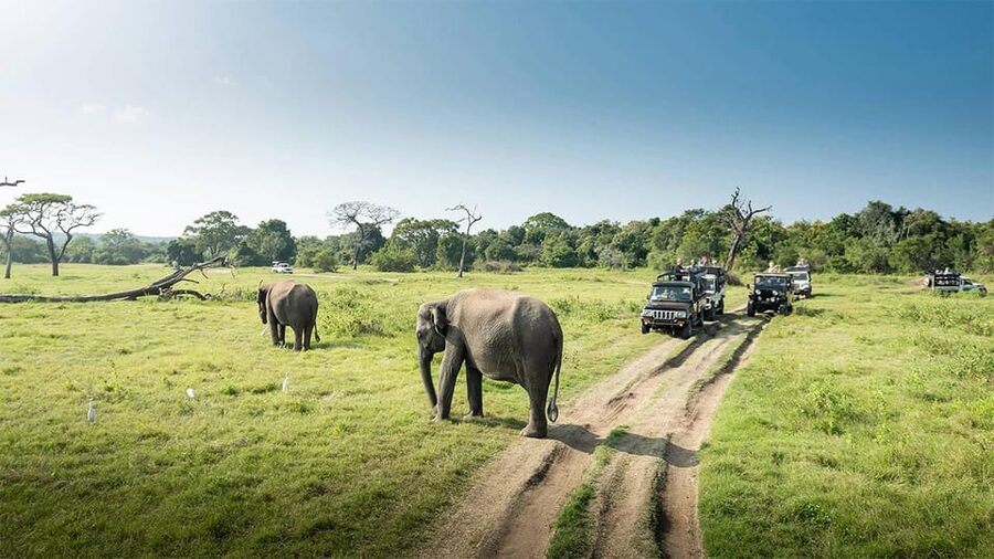Wasgamuwa National Park Safari (Private Jeep) - Payment Reality Check: Bring Cash for Entrance