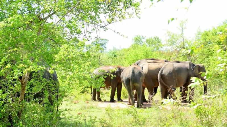 Wasgamuwa National Park Safari (Private Jeep) - Who This Private Jeep Safari Is Best For