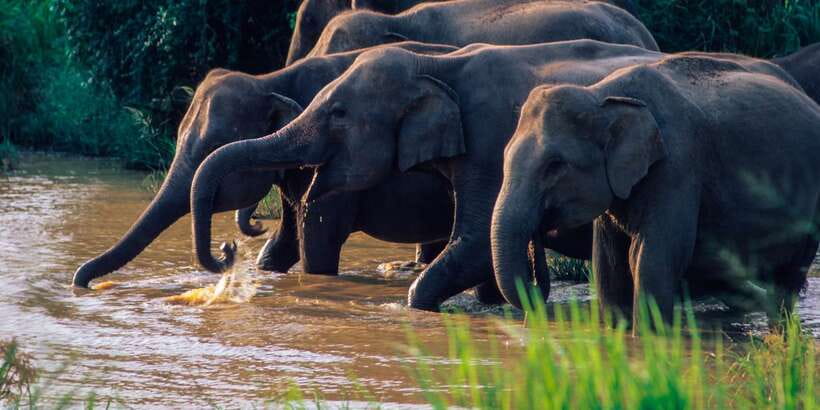 Wasgamuwa: Wasgamuwa National Park Private 3-Hour Safari - Why Wasgamuwa is ideal for a short safari near Polonnaruwa