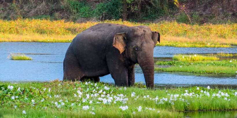 Wasgamuwa: Wasgamuwa National Park Private 3-Hour Safari - The dry-forest drive in a private 4x4 (and why it helps wildlife spotting)