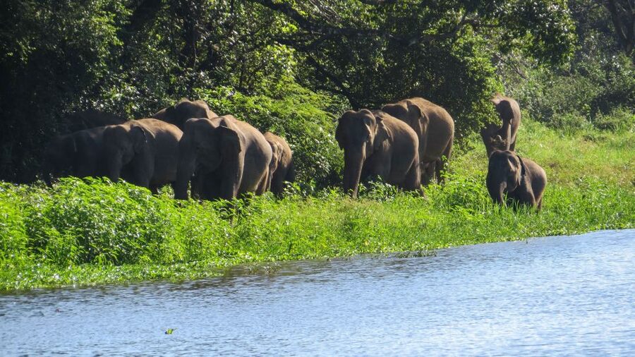 Wasgamuwa: Wasgamuwa National Park Private 3-Hour Safari - Elephant odds at Wasgamuwa: what “largest herds” really means