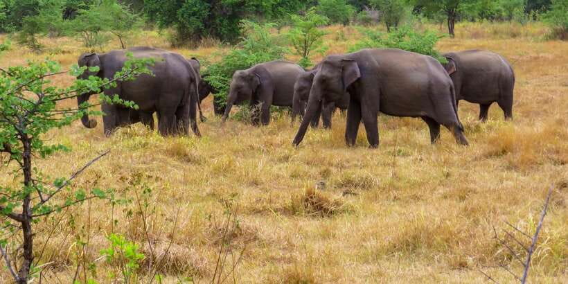 Wasgamuwa: Wasgamuwa National Park Private 3-Hour Safari - Price and value: $27 for a private 3-hour wildlife session