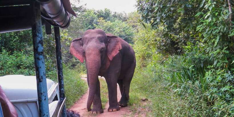 Wasgamuwa: Wasgamuwa National Park Private 3-Hour Safari - Meeting at the entrance gate: your first hour starts fast