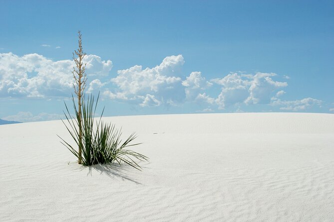 White Sands National Park Self-Guided Audio Tour - Interdune Boardwalk: the easiest way to feel the dunes up close