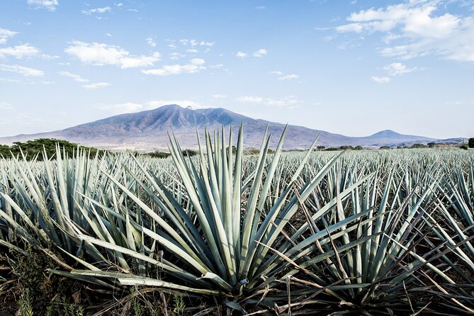 White Sands National Park Self-Guided Driving & Walking Tour - Where you start, where you end, and what 14+ miles actually means