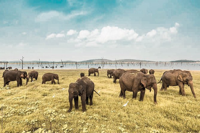 Wild Elephant Safari in Minneriya National Park - Key Things You’ll Actually Notice in Minneriya