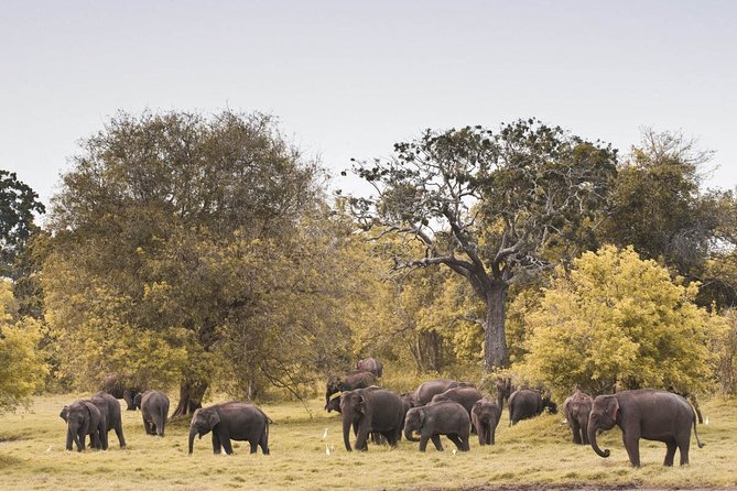 Wild Elephant Safari in Minneriya National Park - Why Minneriya’s Dry-Zone Safari Works So Well