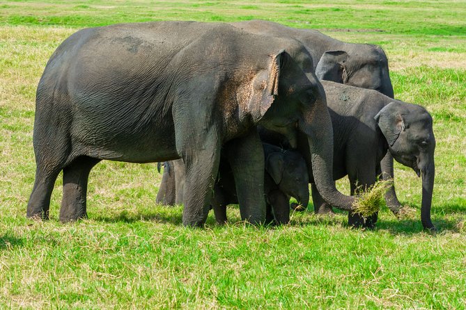 Wild Elephant Safari in Minneriya National Park - What You’ll Be Watching For: Elephants, Leopard, Sloth Bear, and Crocodiles