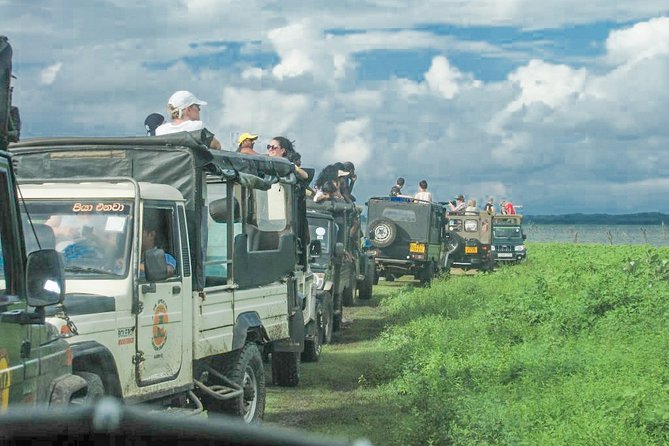 Wild Elephant Safari in Minneriya National Park - The Big Season Detail: Elephant Gathering (Aug–Oct)