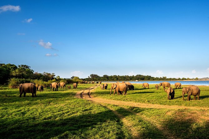 Wild Elephant Safari in Minneriya National Park - Entrance Fees and the Ticket-Choice Question