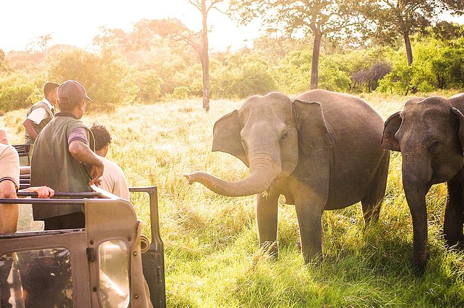 Wild Elephant Safari in Minneriya National Park - Lakpura LLC: Helpful Support, Plus One Real Caution