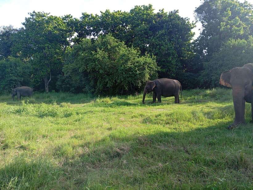 Wildlife experience at Minneriya National Park Safari - The reservoir photo stop: where the safari slows for your camera