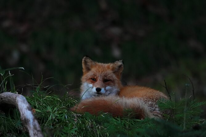 Wildlife Night Drive in Shiretoko national park - Key Highlights You’ll Care About