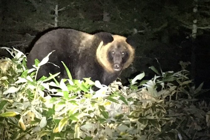Wildlife Night Drive in Shiretoko national park - Why Shiretoko at Night Is a Different Kind of Wildlife Tour