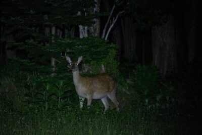 Wildlife Night Drive in Shiretoko national park - The Wildlife Briefing That Helps You Spot Faster