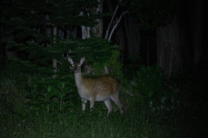 Wildlife Night Drive in Shiretoko national park - The Wildlife Briefing That Helps You Spot Faster
