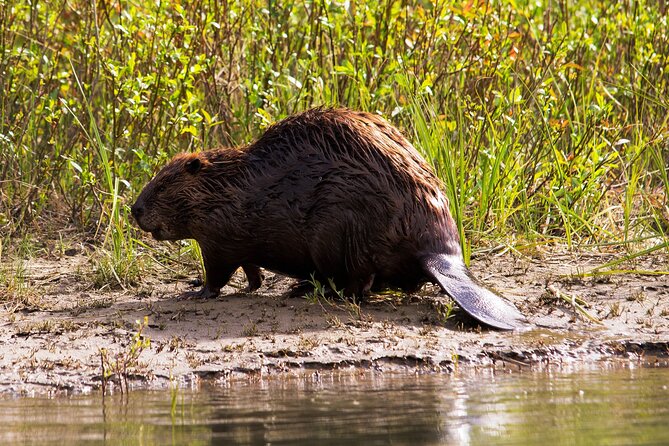 Wildlife on the Bow | Big Canoe Tour in Banff National Park - The guide factor: local knowledge, wildlife habits, and conservation talk