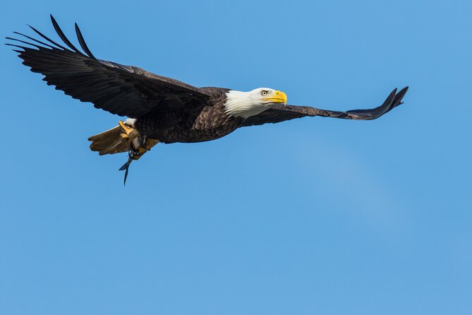 Wildlife on the Bow | Big Canoe Tour in Banff National Park - Price and value: what $69.85 really covers