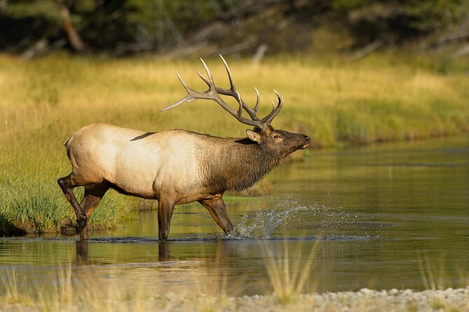 Wildlife on the Bow | Big Canoe Tour in Banff National Park - Should you book Wildlife on the Bow?