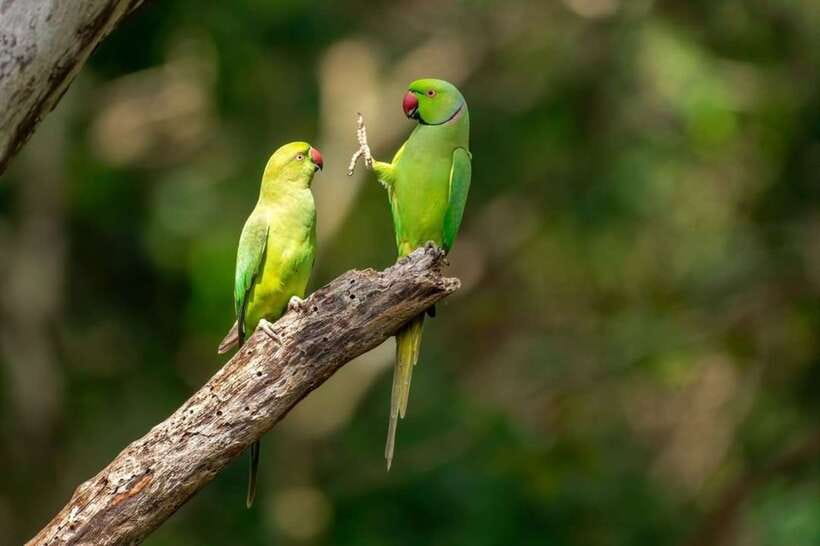 Wildlife Safari at Kaudulla National Park - Key Things I’d Prioritize on This Safari