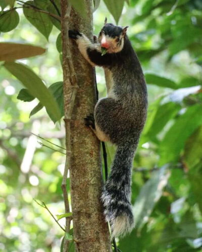 Wildlife Safari at Kaudulla National Park - How Wildlife Viewing in Kaudulla Really Plays Out
