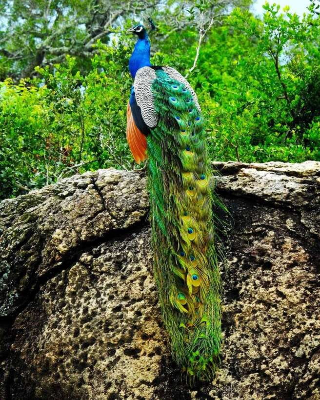 Wildlife Safari at Kaudulla National Park - Elephants, Birds, and the Whole Cast of Wildlife