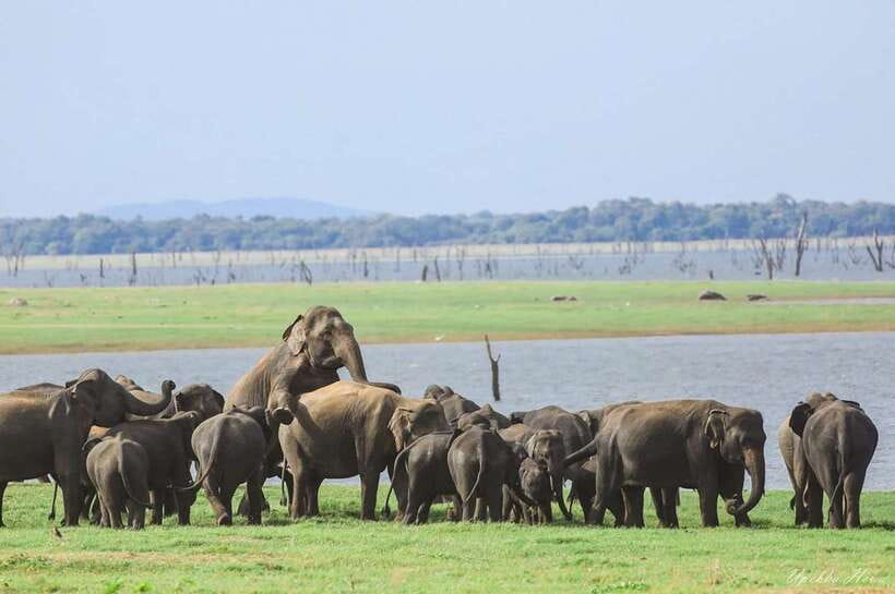 Wildlife Safari at Kaudulla National Park - FAQ