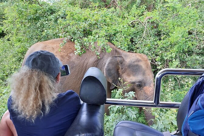 Wildlife Safari Yala National park - Why This Yala + Udawalawa Day Works So Well
