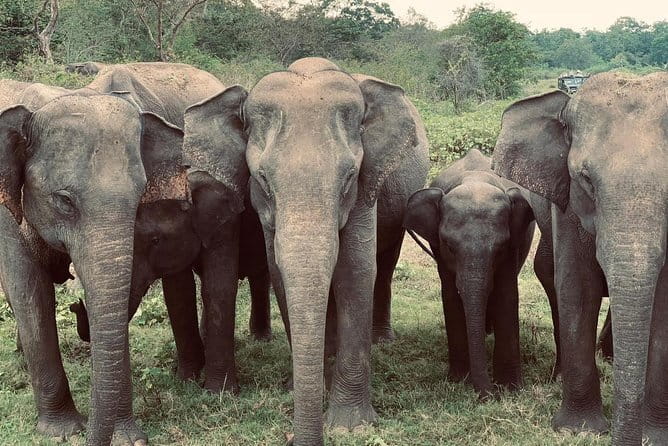 Wildlife Safari Yala National park - Getting There From Hambantota: Pickup, Mobile Ticket, Small Group