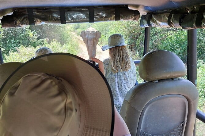 Wildlife Safari Yala National park - Who This Tour Suits Best (And Who Might Feel Meh)