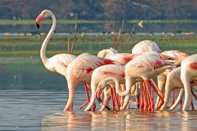 Wildlife Safari Yala National park - Practical Tips for a Smoother Safari Day