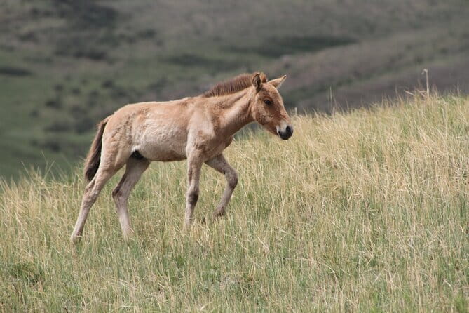 Wildlife Watching Day Tour at Hustai National Park - Key highlights you’ll notice right away
