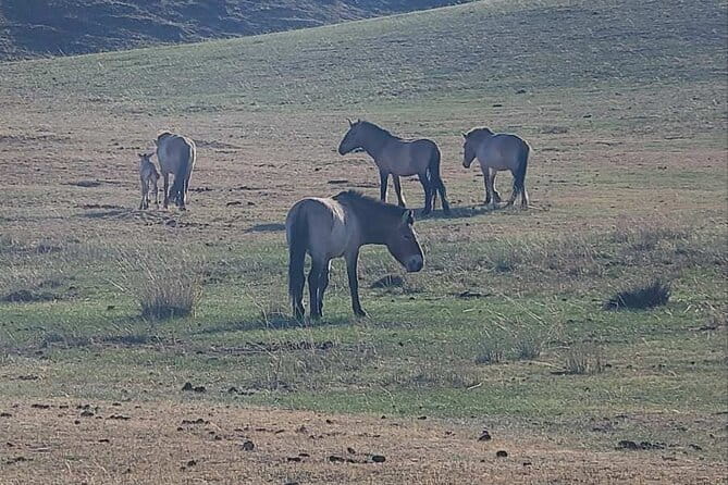Wildlife Watching Day Tour at Hustai National Park - Why Hustai’s Takhi day feels like the real thing